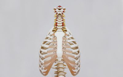 What Exactly Does a Chiropractor Do?