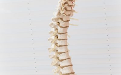 Why Chiropractor Visits are Vital to Health